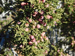 Juniperus arizonica