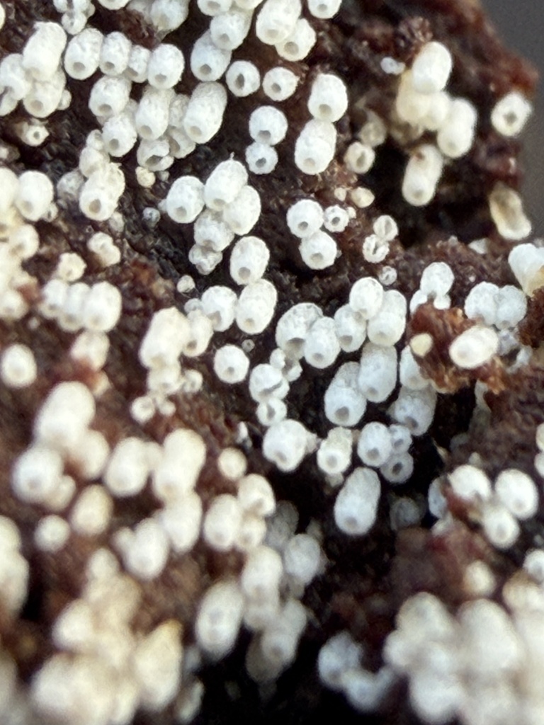 Henningsomyces candidus · December 2025 · photo: © wildhamandpetersham (iNaturalist, cc-by)