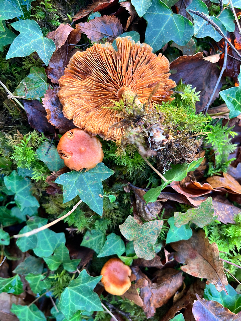 Gymnopilus penetrans · December 2025 · photo: © daniel_castanhal (iNaturalist, cc-by)