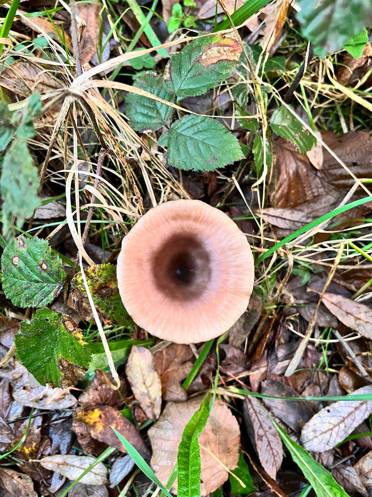 Pseudoclitocybe cyathiformis · December 2025 · photo: © daniel_castanhal (iNaturalist, cc-by)