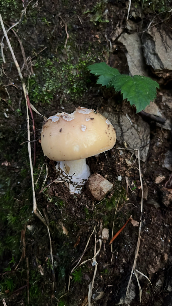 Amanita junquillea · December 2025 · photo: © daniel_castanhal (iNaturalist, cc-by)
