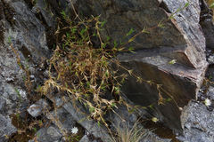 Stellaria gracilenta