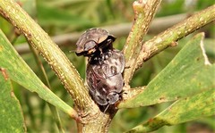 Ospidus chrysomeloides