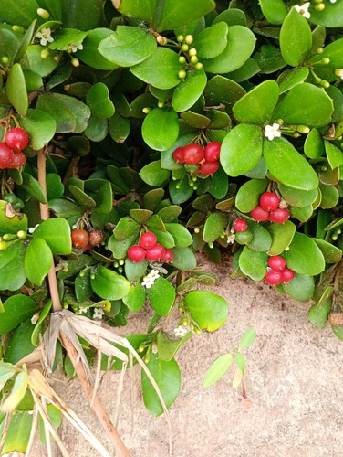 Jacquinia armillaris, photograph 4