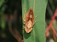 Stenocotis depressa