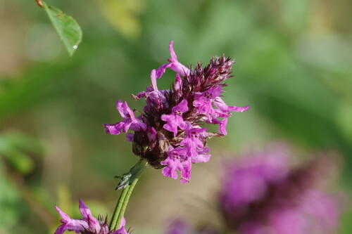 Betonica officinalis L.