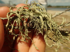 Ramalina canariensis