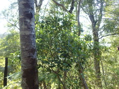 Pseudopanax gilliesii