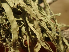 Ramalina canariensis