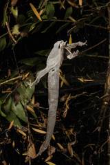 Dactylocnemis pacificus