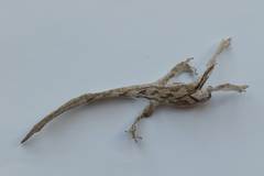 Dactylocnemis pacificus