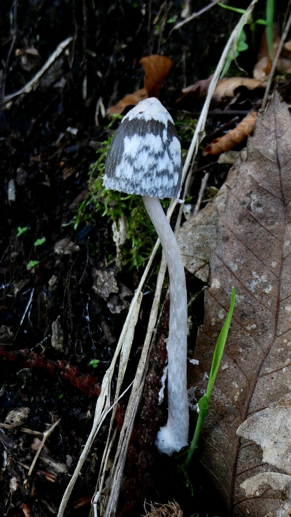 Coprinopsis picacea · December 2025 · photo: © patricklm35 (iNaturalist, cc0)