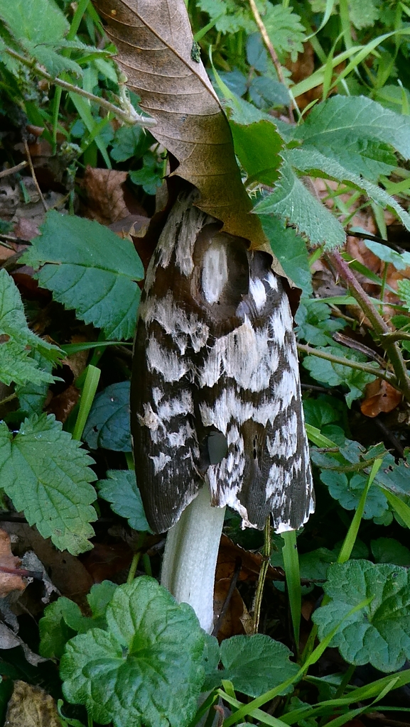 Coprinopsis picacea · December 2025 · photo: © patricklm35 (iNaturalist, cc0)
