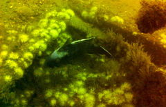 Centropristis striata