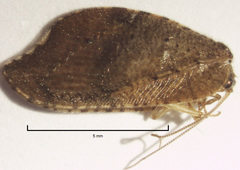 Drepanacra binocula
