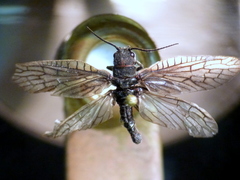 Sialis