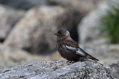 Leucosticte arctoa