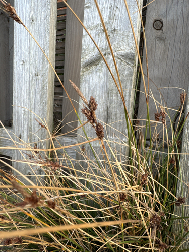Long-bracted Sedge (Carex extensa)
