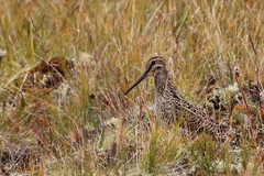 Gallinago
