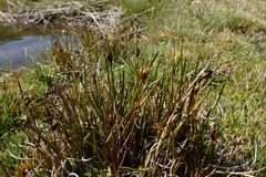 Marsippospermum gracile