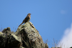 Turdus ruficollis