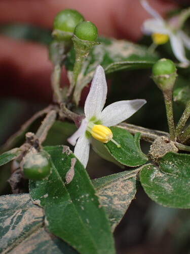 Lycianthes laevis iNat (1)