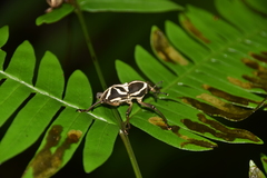 Cryptoderma