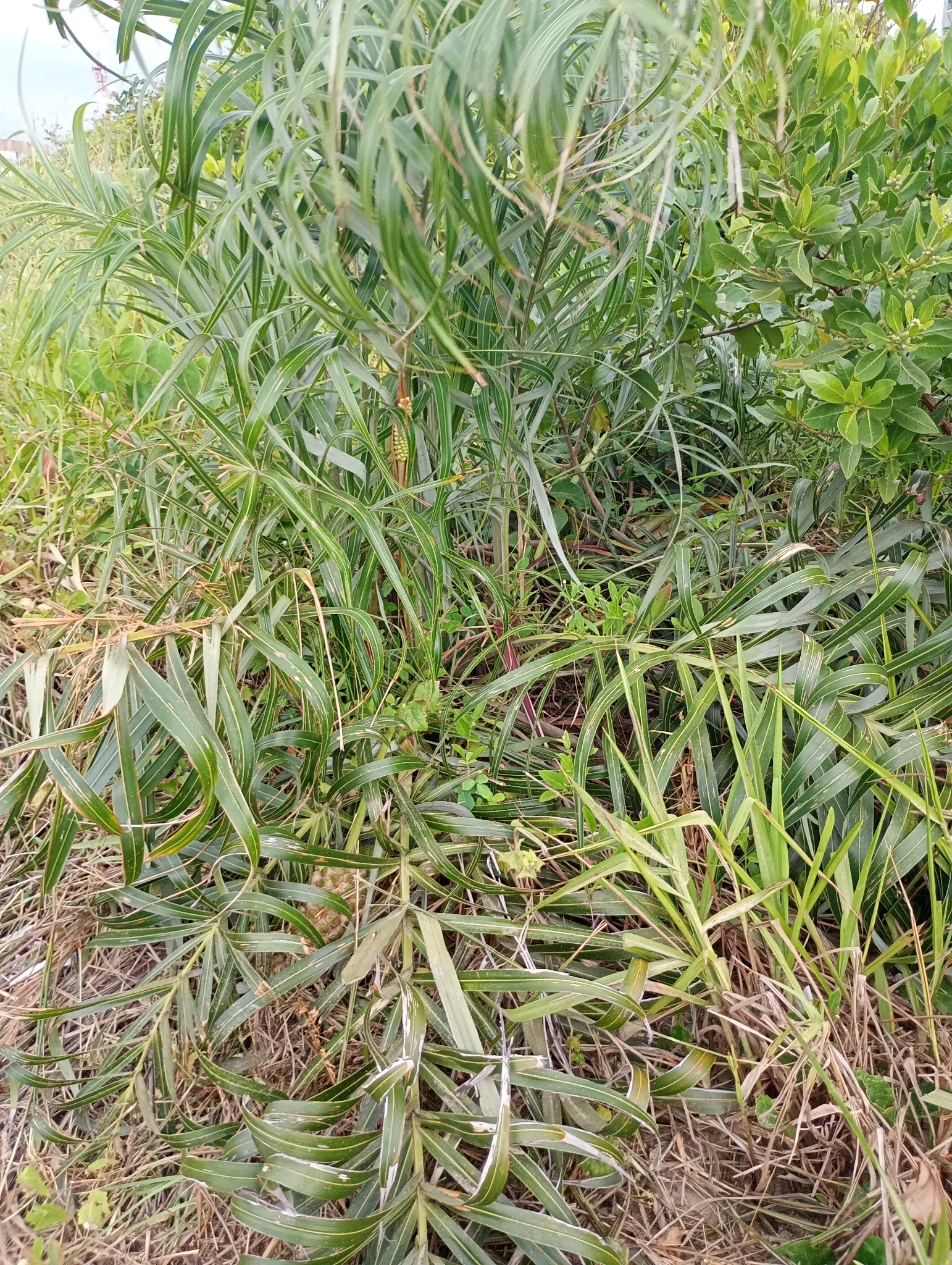 Seashore Palm (Allagoptera arenaria)