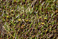 Abrotanella caespitosa