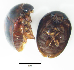 Austroporus doctus