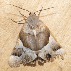 Niceteria macrocosma