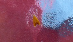 Gymnobathra flavidella