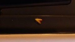 Gymnobathra flavidella