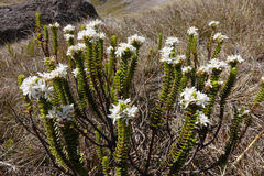 Veronica pauciramosa