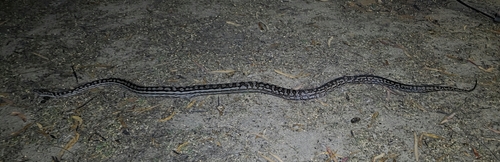 Inland Carpet Python sighting