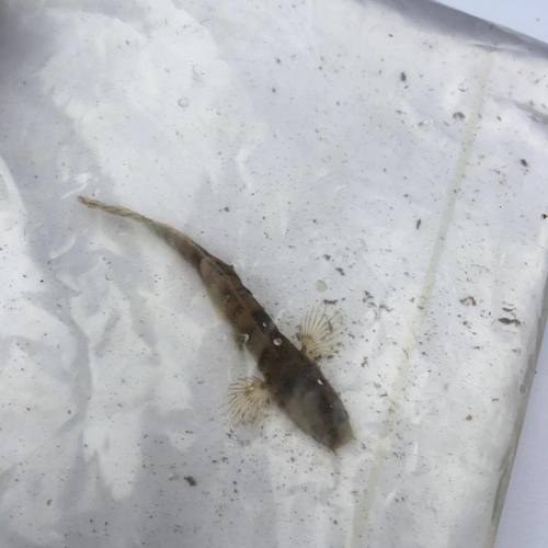 Paracanthocobitis mandalayensis