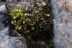 Notogrammitis crassior