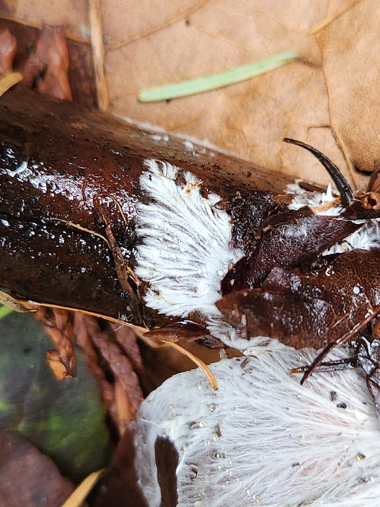 Exidiopsis effusa · December 2025 · photo: © saha6818 (iNaturalist, cc0)