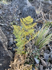 Pteridium aquilinum decompositum