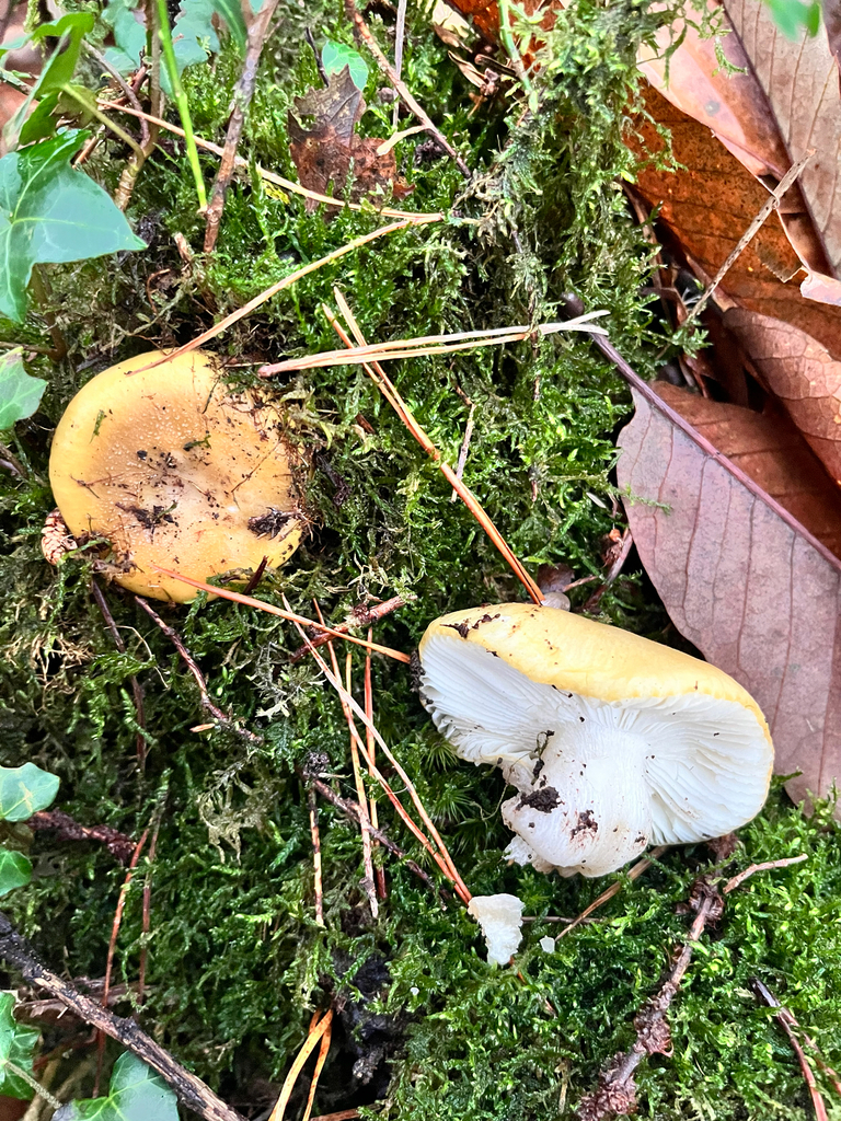 Russula ochroleuca · December 2025 · photo: © daniel_castanhal (iNaturalist, cc-by)
