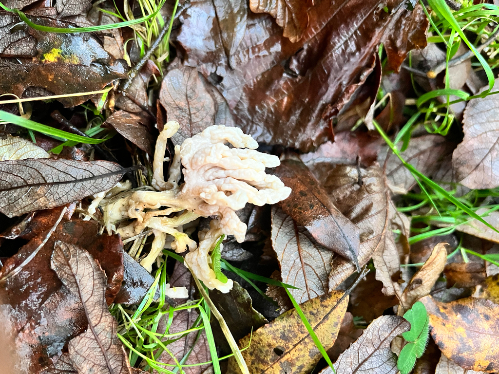 Clavulina rugosa · December 2025 · photo: © daniel_castanhal (iNaturalist, cc-by)