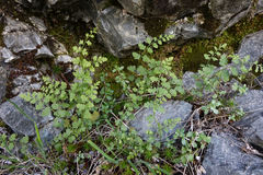 Cystopteris tasmanica