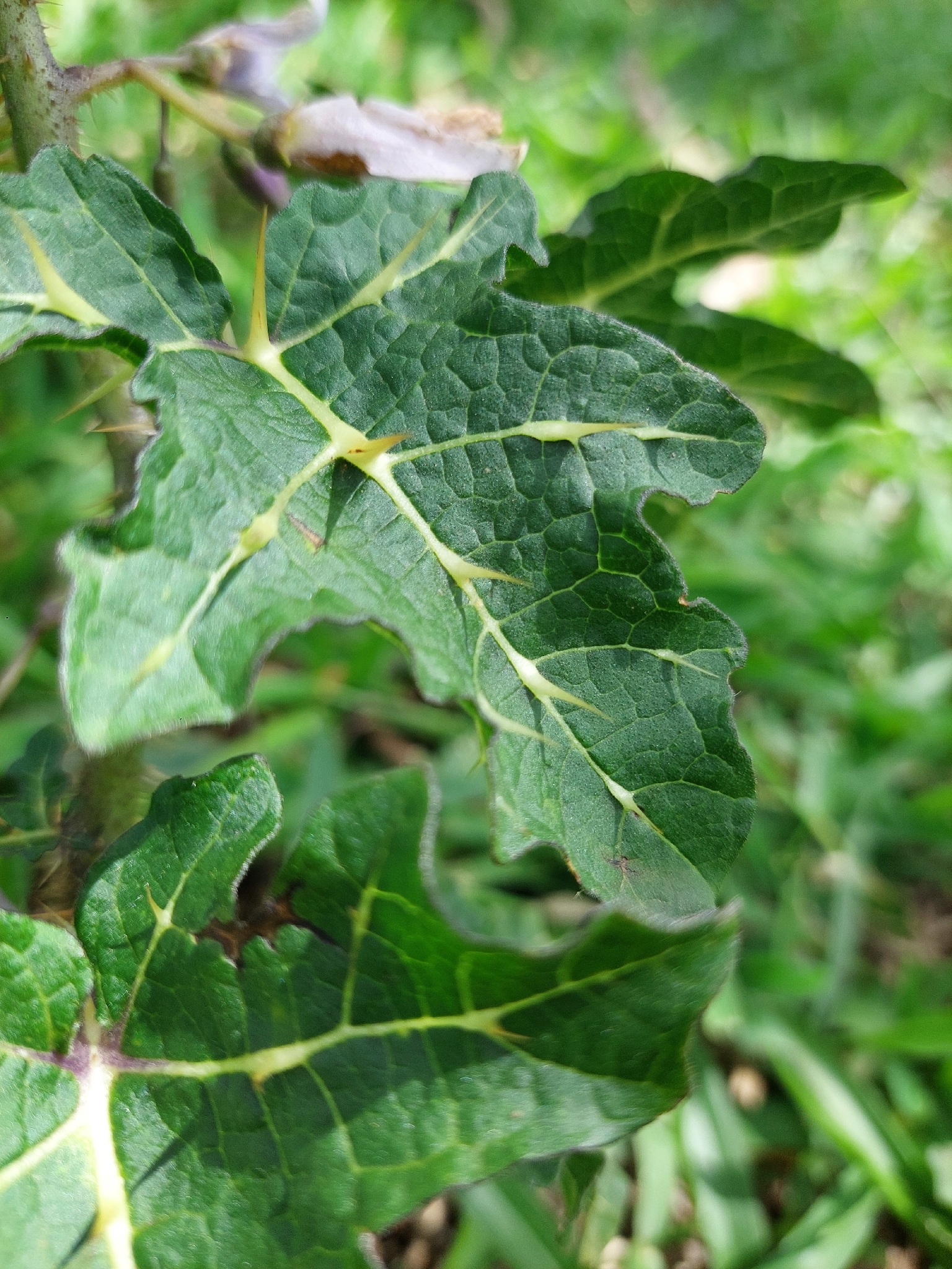 Solanum palinacanthum