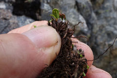 Notogrammitis crassior