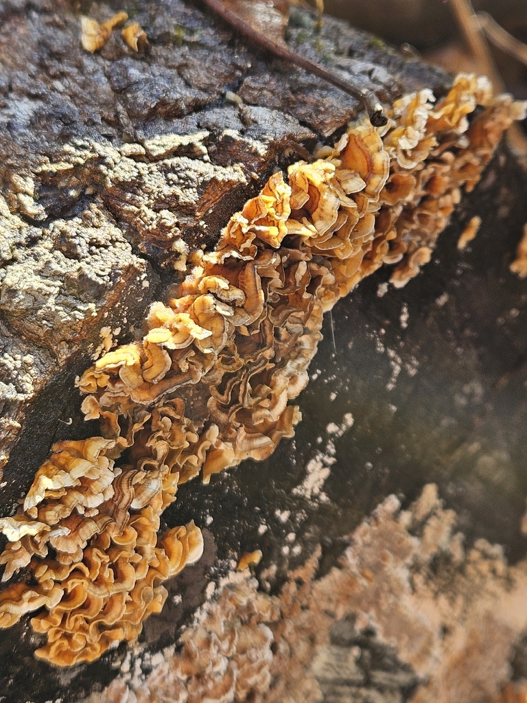 Stereum complicatum · December 2025 · photo: © michaelpeters3 (iNaturalist, CC)
