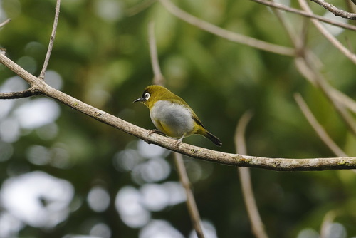 Black-capped White-eye (Zosterops atricapilla), photo 10