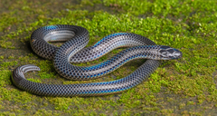 Beddome's Black Earth Snake photo 2