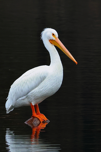 American White Pelican photographed in Arkansas