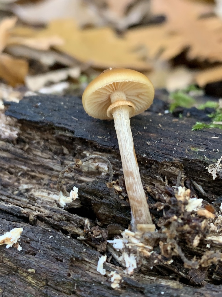 Galerina marginata · December 2025 · photo: © manuela9012 (iNaturalist, cc-by)