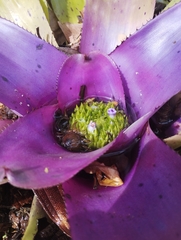 (c) Victor Hugo B. Galvão, some rights reserved (CC BY) Neoregelia concentrica, photograph (c) Victor Hugo B. Galvão, some rights reserved (CC BY)